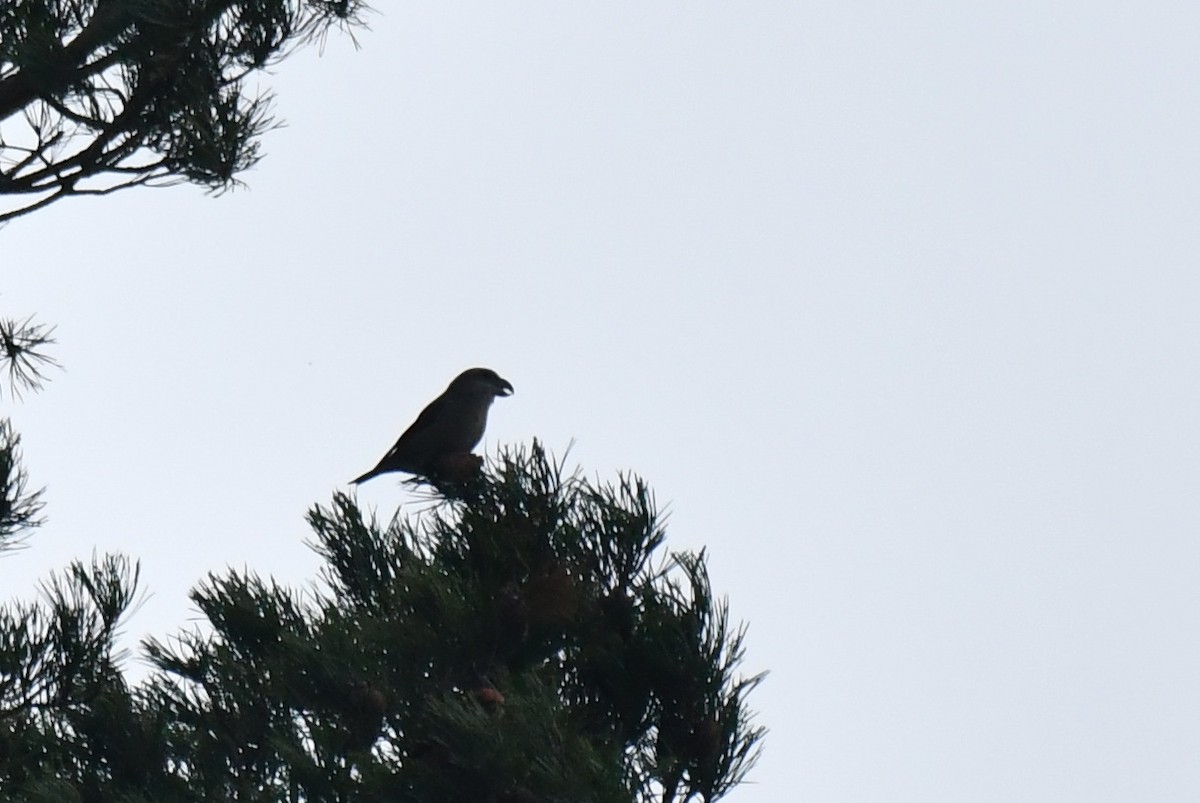 Шишкар сосновий - ML645710473