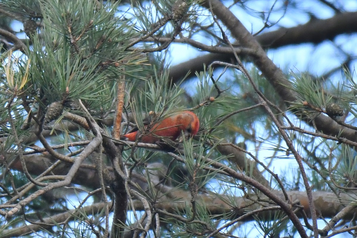 Шишкар сосновий - ML645710474