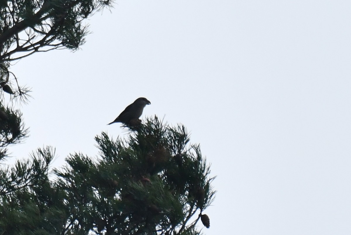 Шишкар сосновий - ML645710475