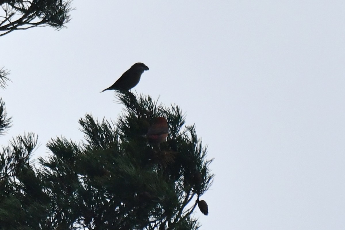 Шишкар сосновий - ML645710476