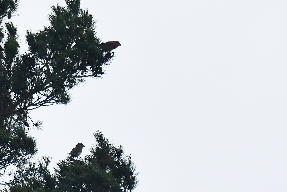 Шишкар сосновий - ML645710477