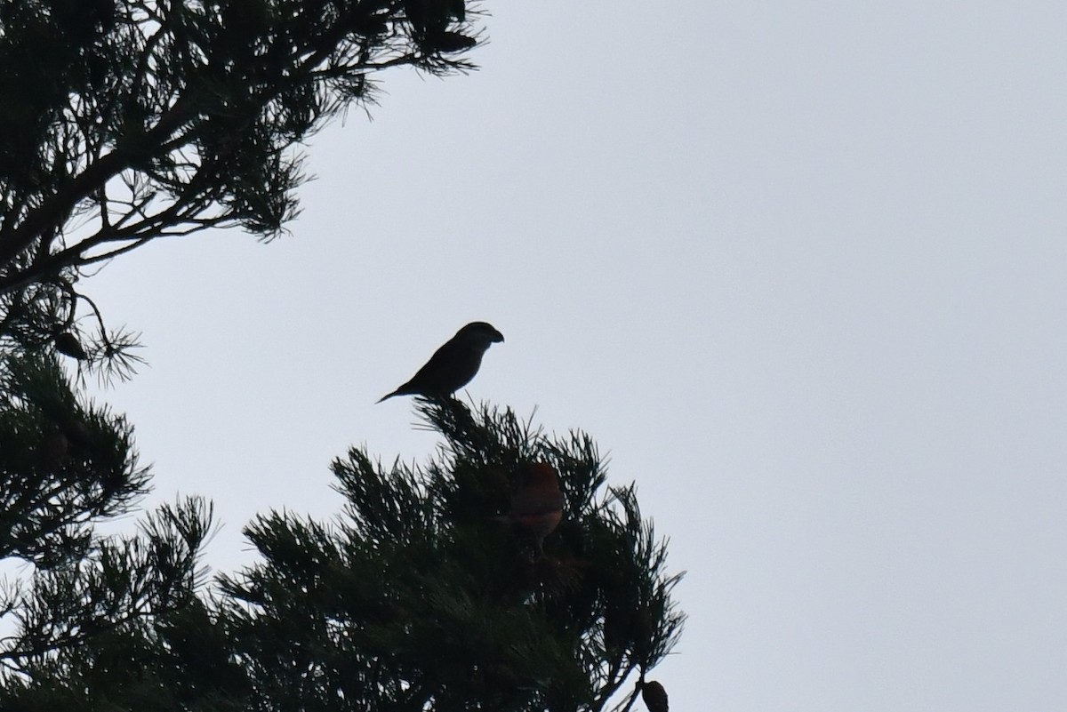 Шишкар сосновий - ML645710478