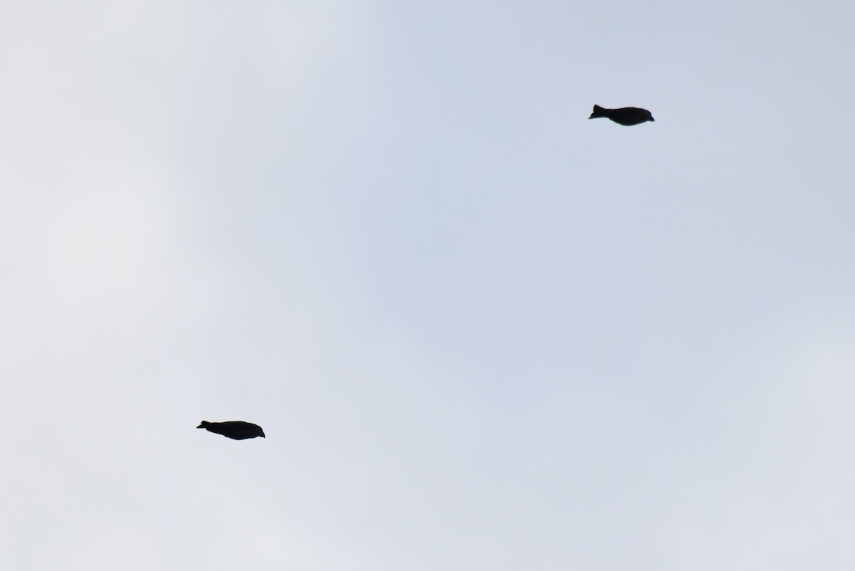 Шишкар сосновий - ML645710479