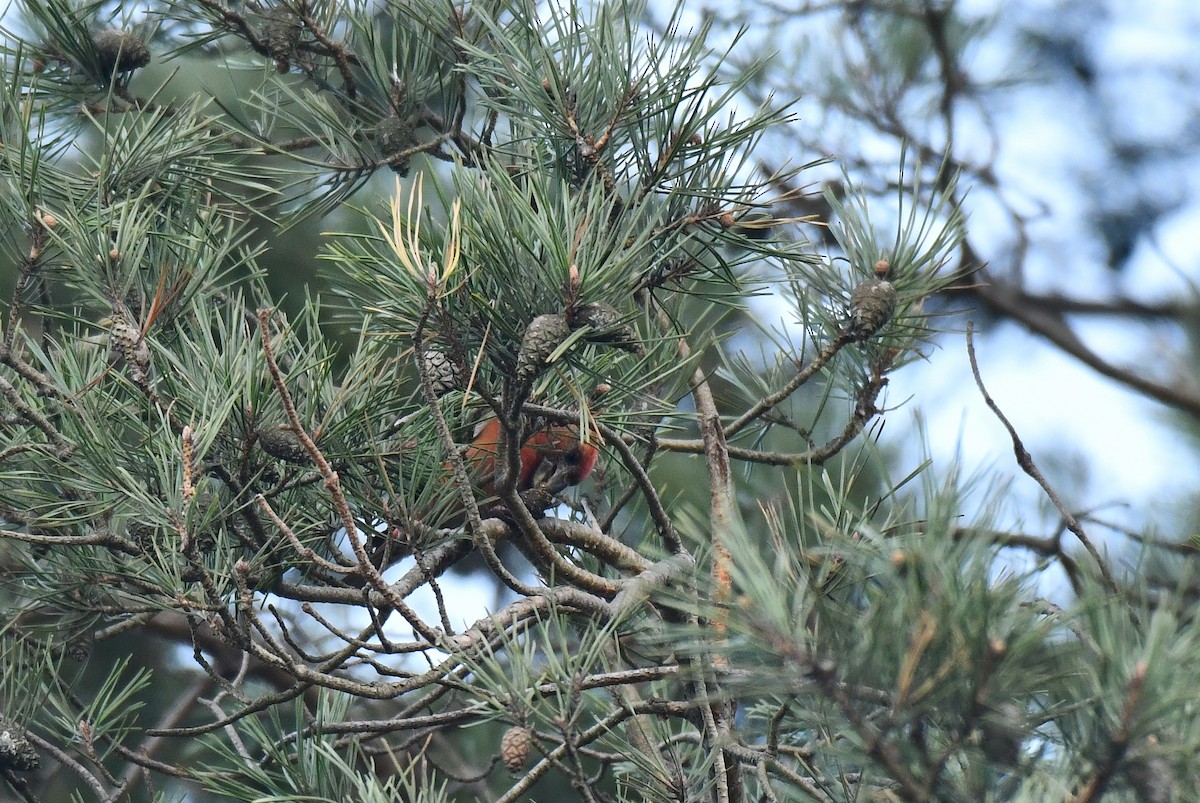 Шишкар сосновий - ML645710480