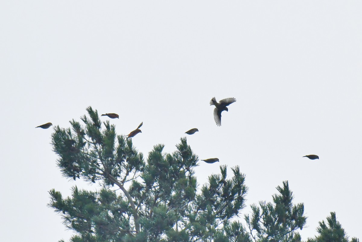 Шишкар сосновий - ML645710481