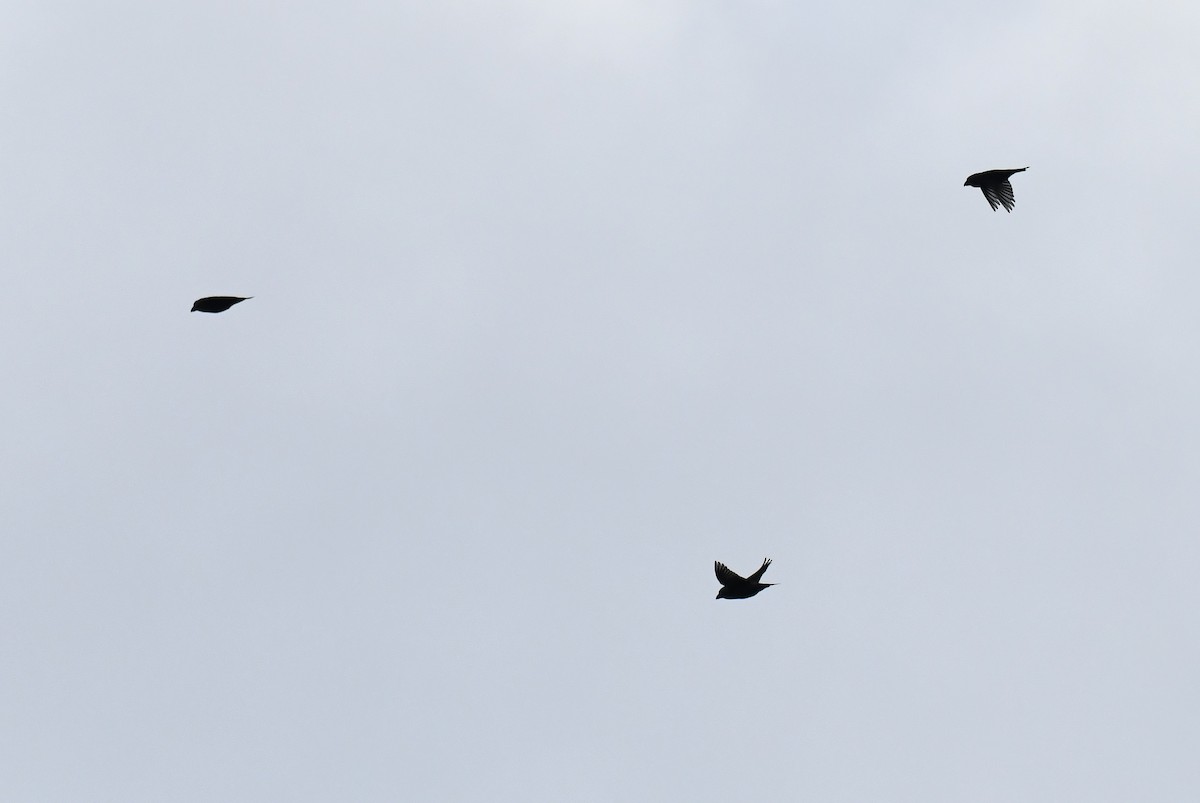 Шишкар сосновий - ML645710482