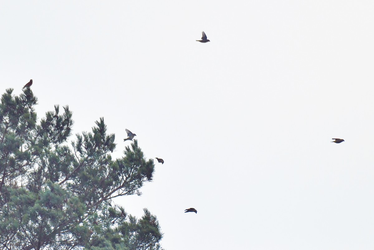 Шишкар сосновий - ML645710483