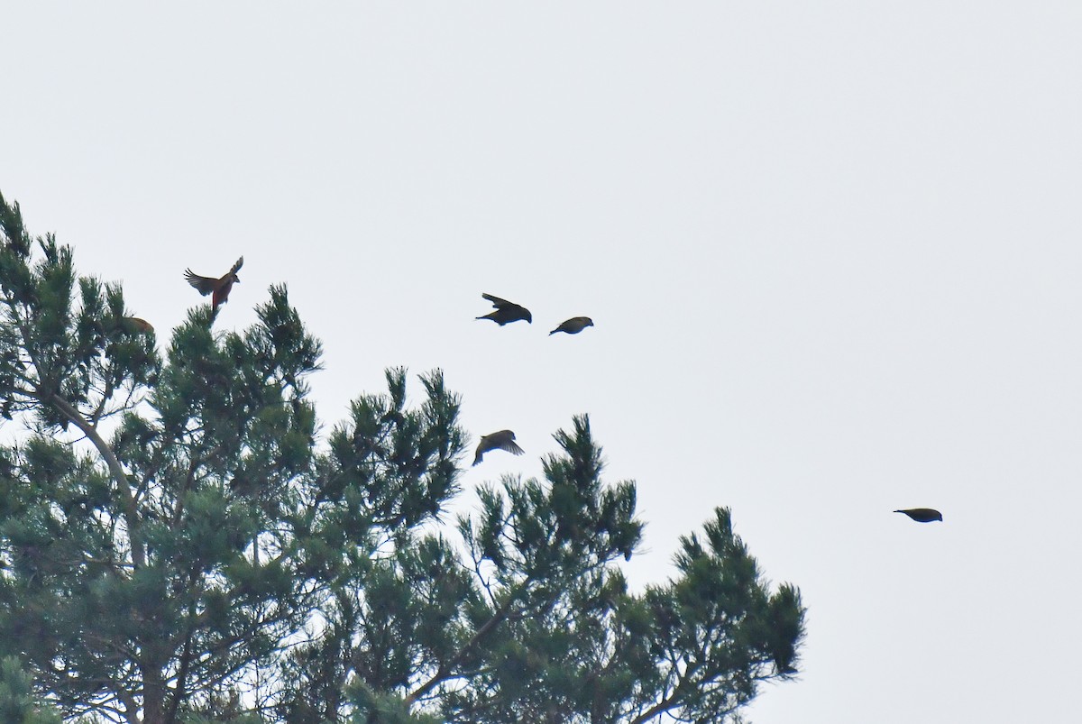 Шишкар сосновий - ML645710484