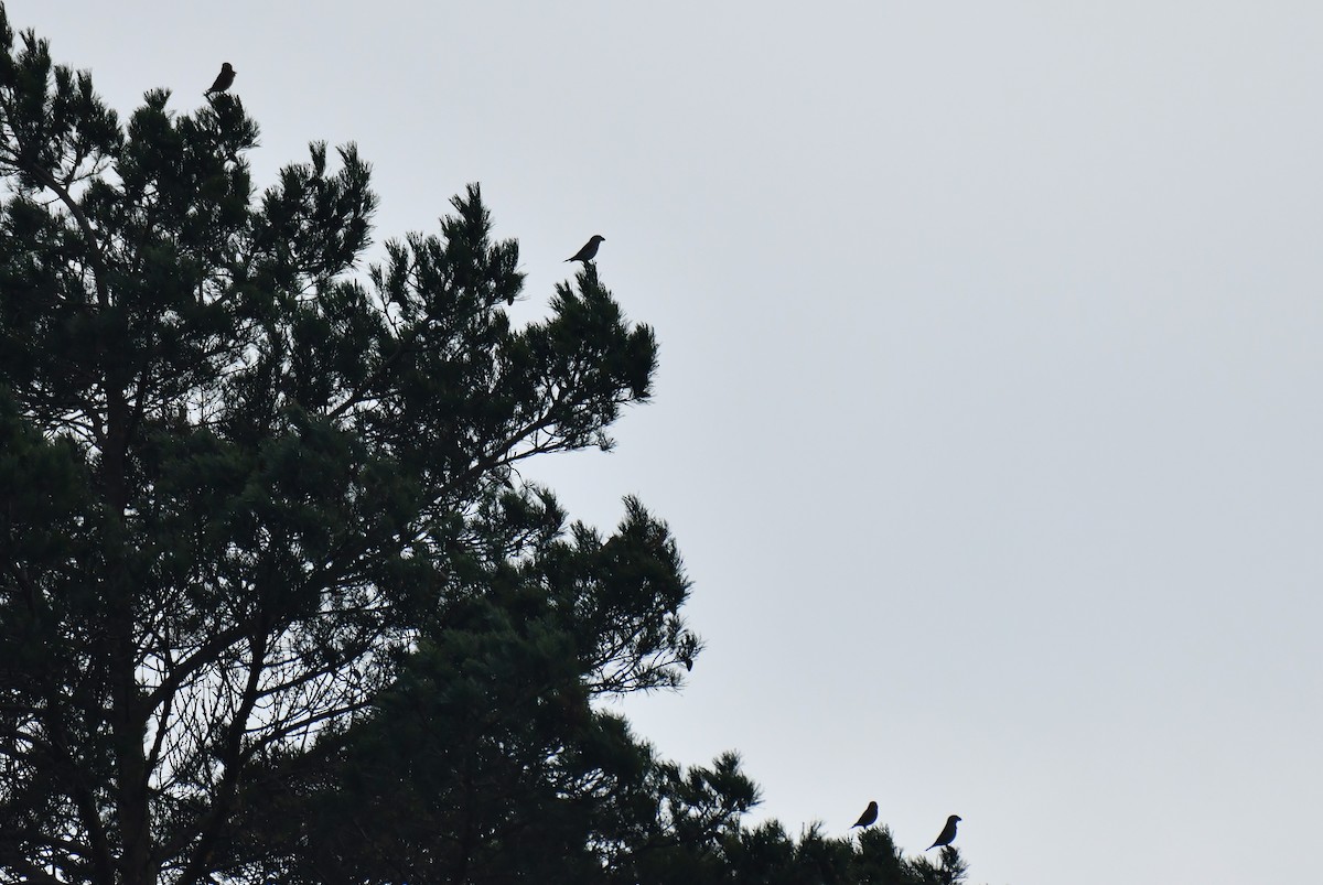 Шишкар сосновий - ML645710485