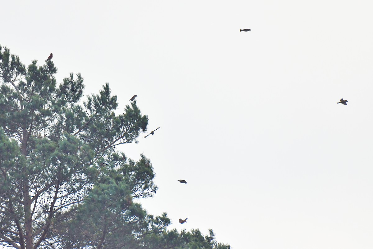 Шишкар сосновий - ML645710486