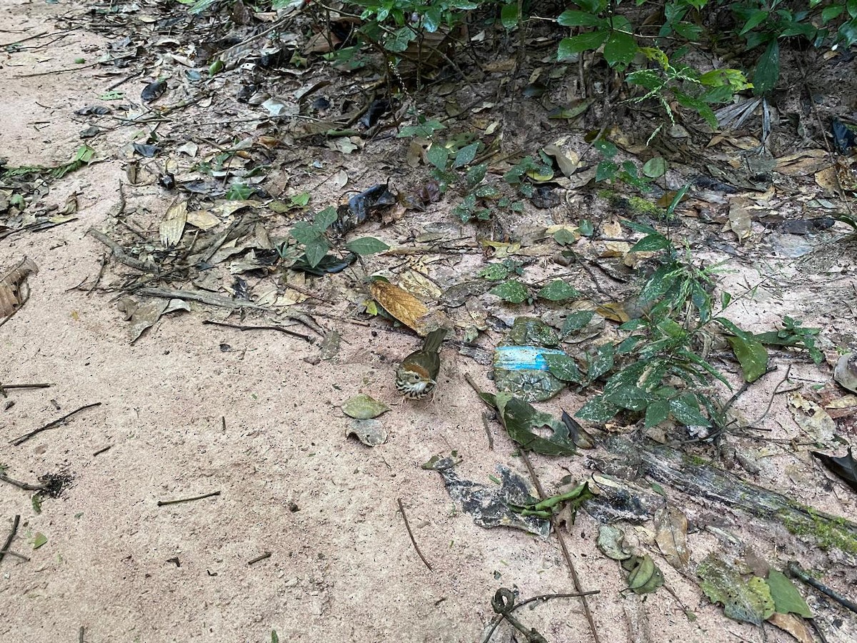 Puff-throated Babbler - ML645710487