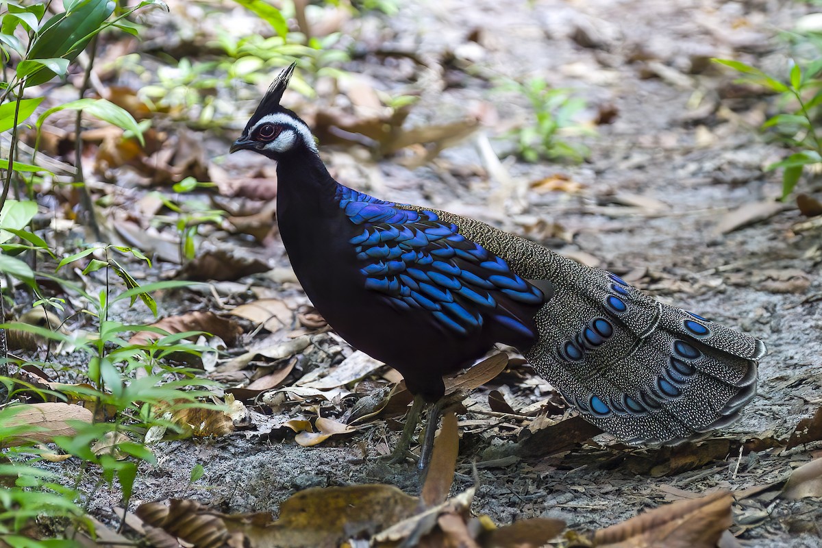 Palawan Peacock-Pheasant - ML645710521