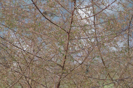 Rustic Bunting - ML645710522