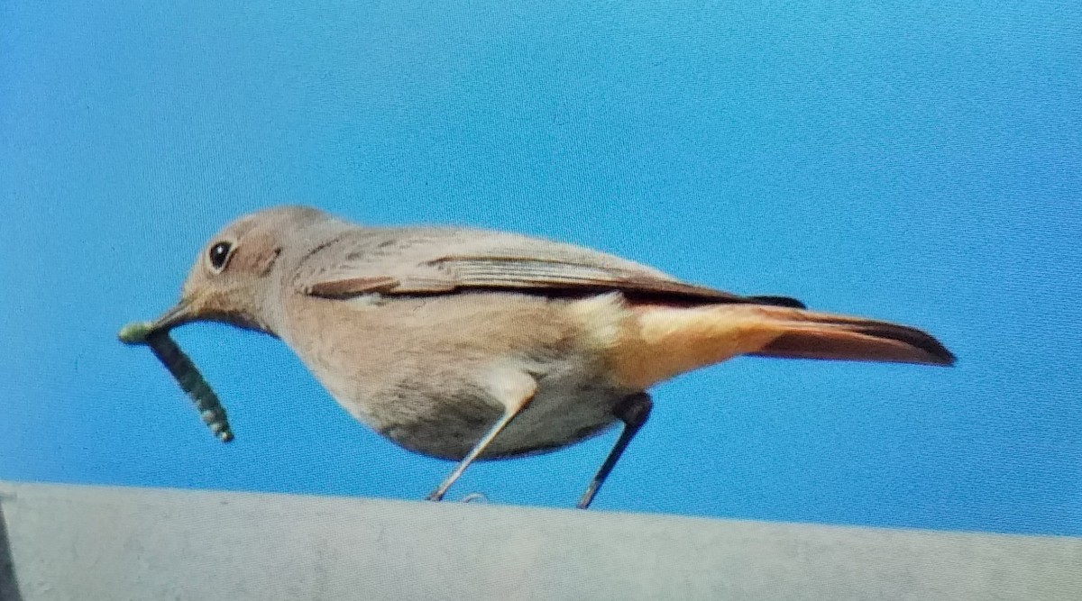 Black Redstart - ML645710530