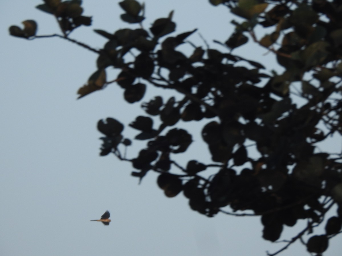 Aguilucho Papialbo - ML645710534