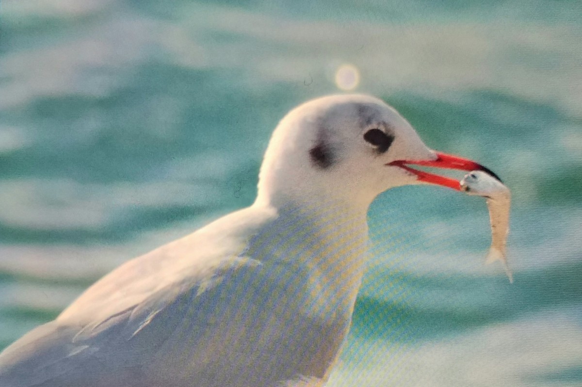 Black-headed Gull - ML645710576