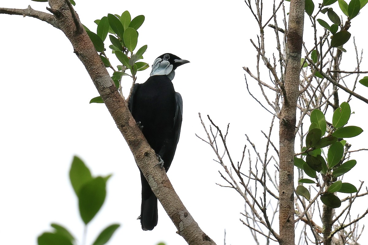 Bare-necked Fruitcrow - ML645710579