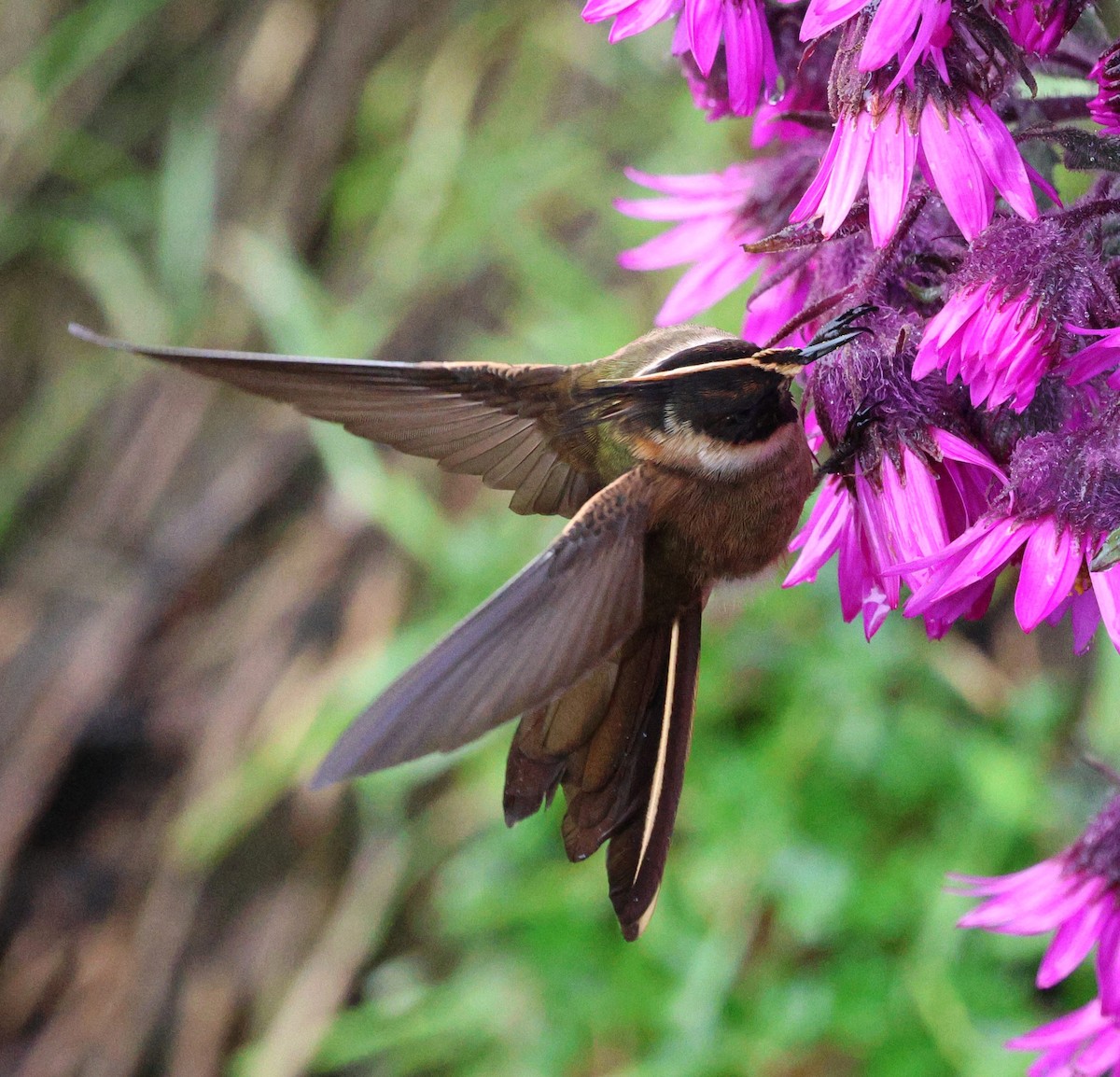 Buffy Helmetcrest - ML645710581