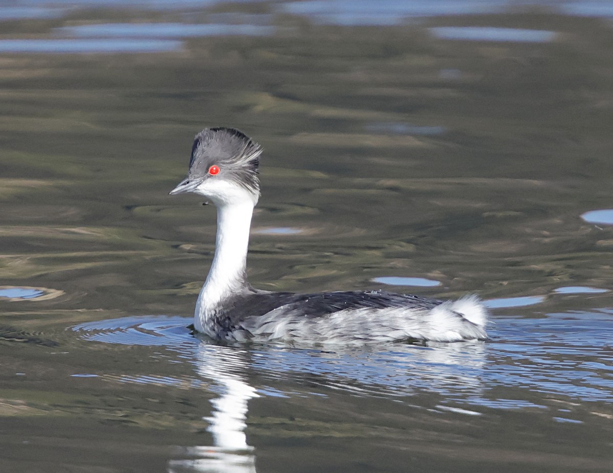 Silvery Grebe - ML645710582