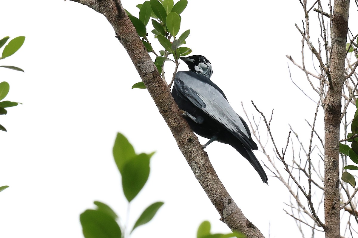 Bare-necked Fruitcrow - ML645710583