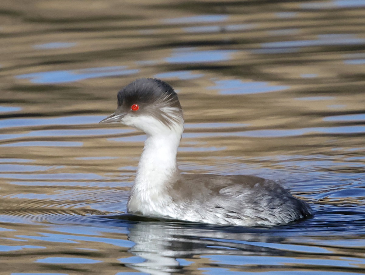 Silvery Grebe - ML645710586