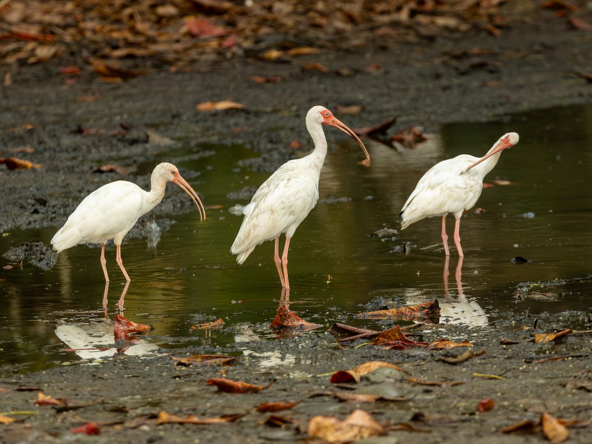 シロトキ - ML645710587