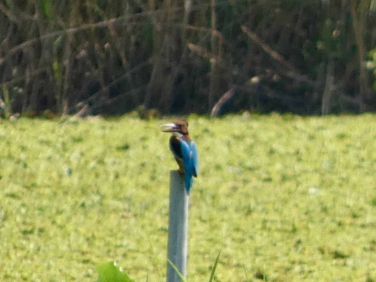 アオショウビン - ML645710588