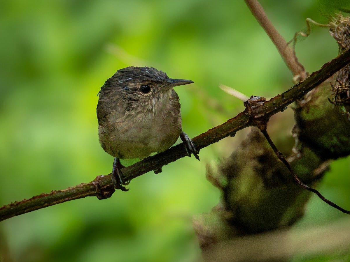 Southern House Wren - ML645710612