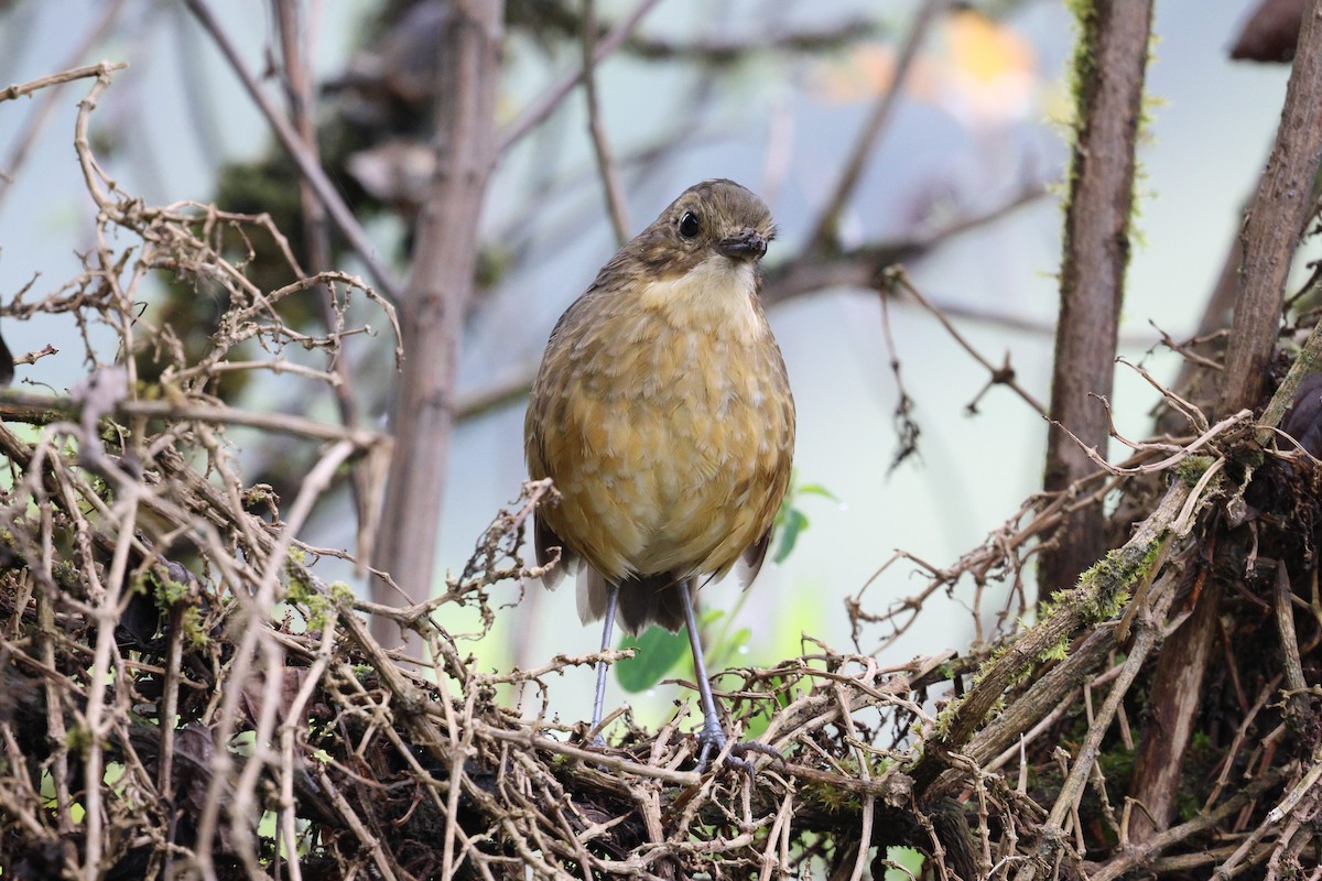 Tawny Antpitta - ML645710613