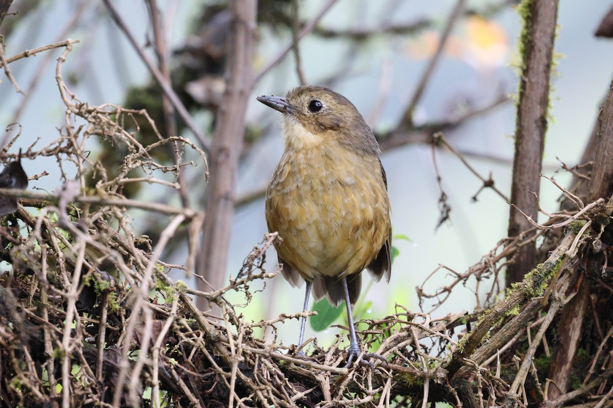 Tawny Antpitta - ML645710614