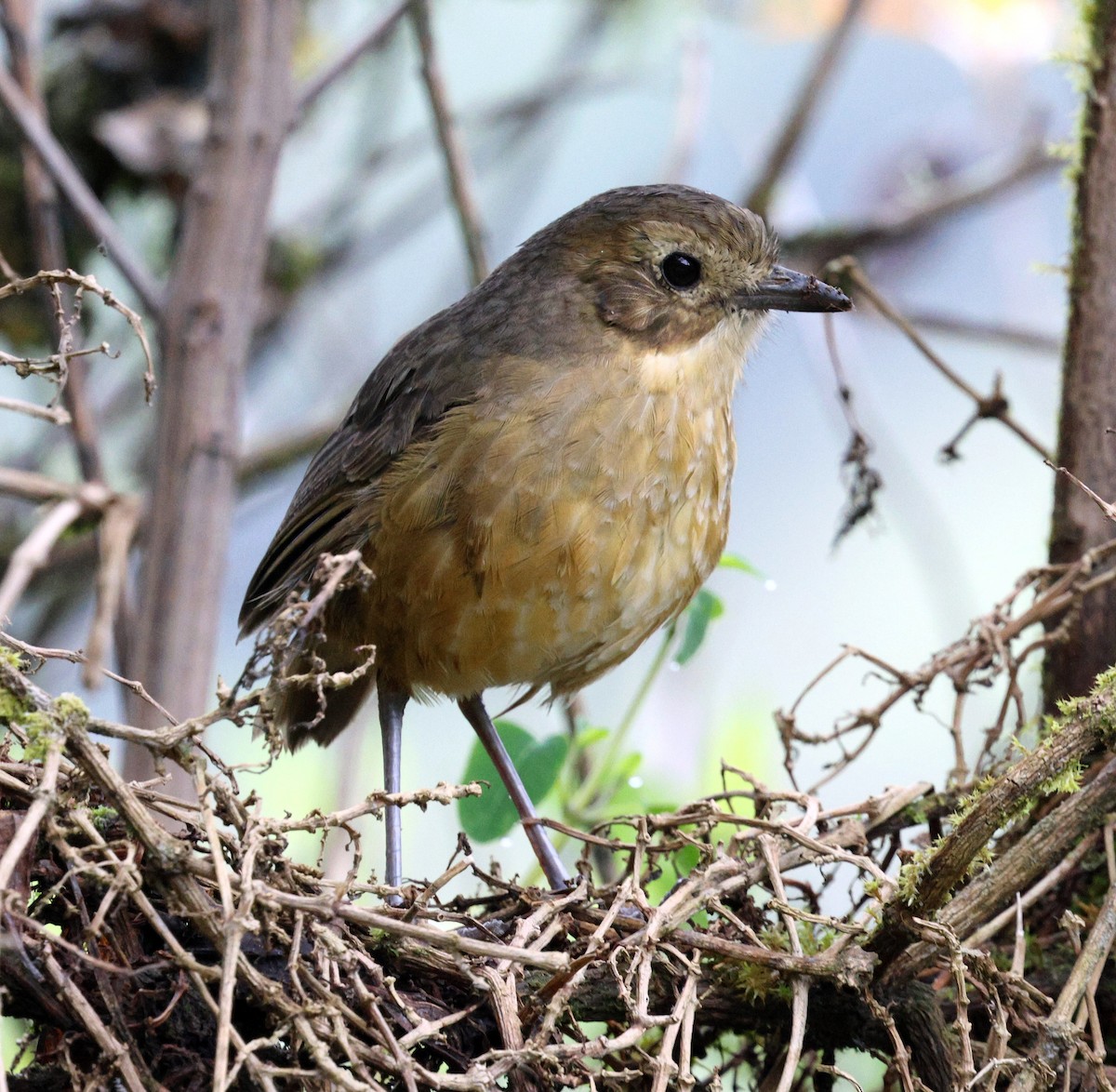 Tawny Antpitta - ML645710615