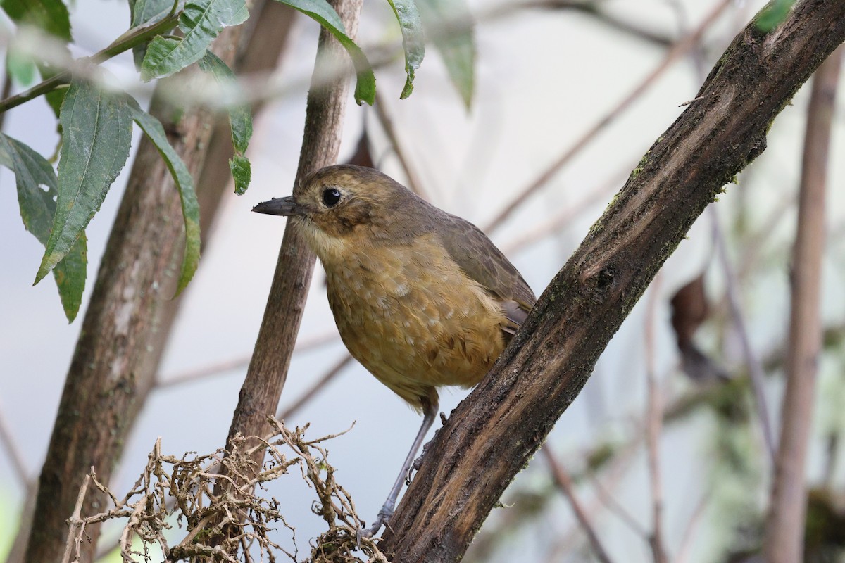 Tawny Antpitta - ML645710616