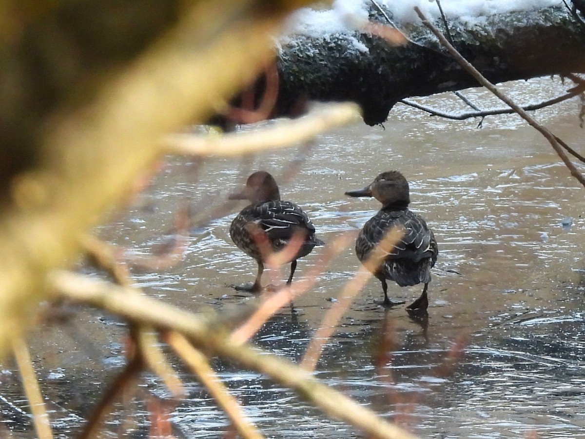 コガモ - ML645710618