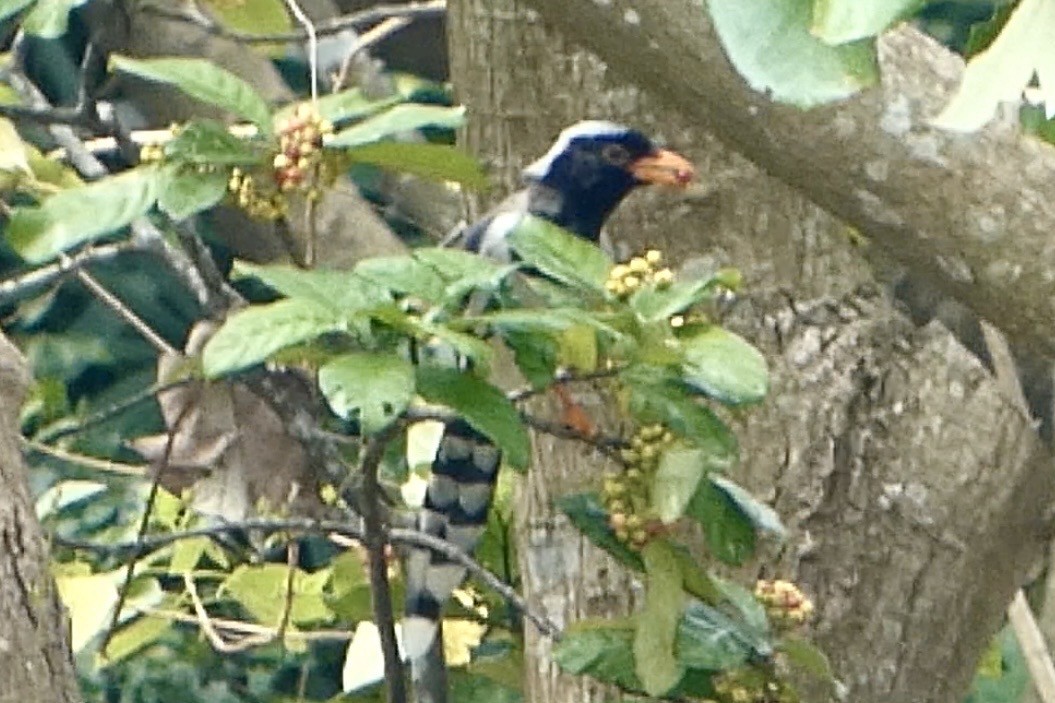 サンジャク - ML645710626