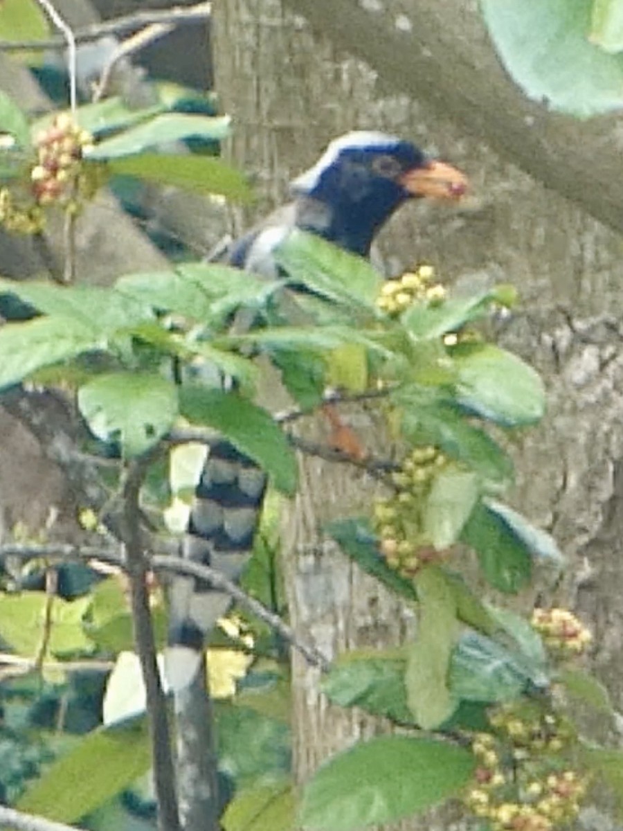 サンジャク - ML645710627