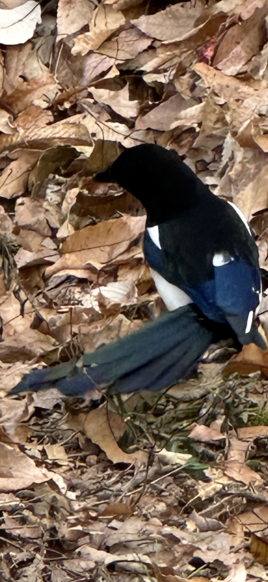 Orientelster - ML645710633