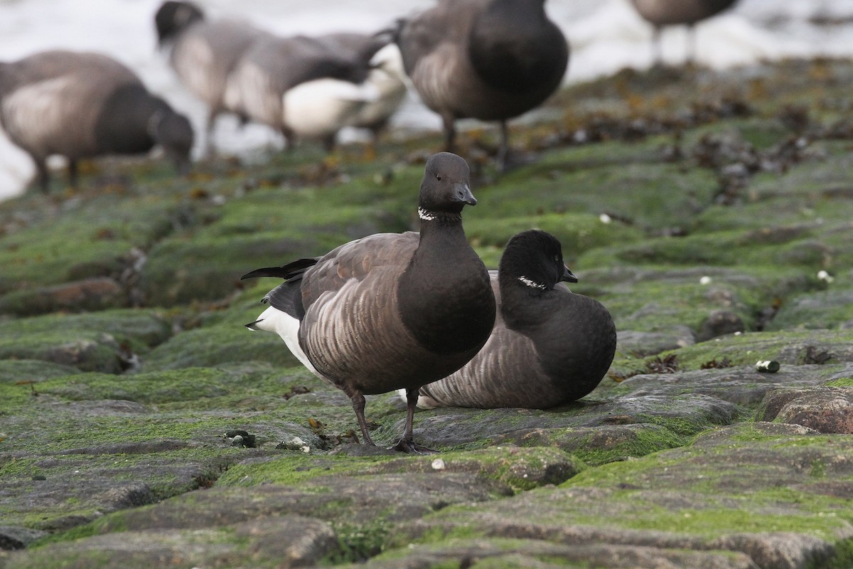 Brant (Dark-bellied) - ML645710634