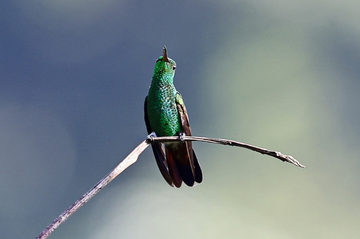 Blue-tailed Hummingbird - ML645710658