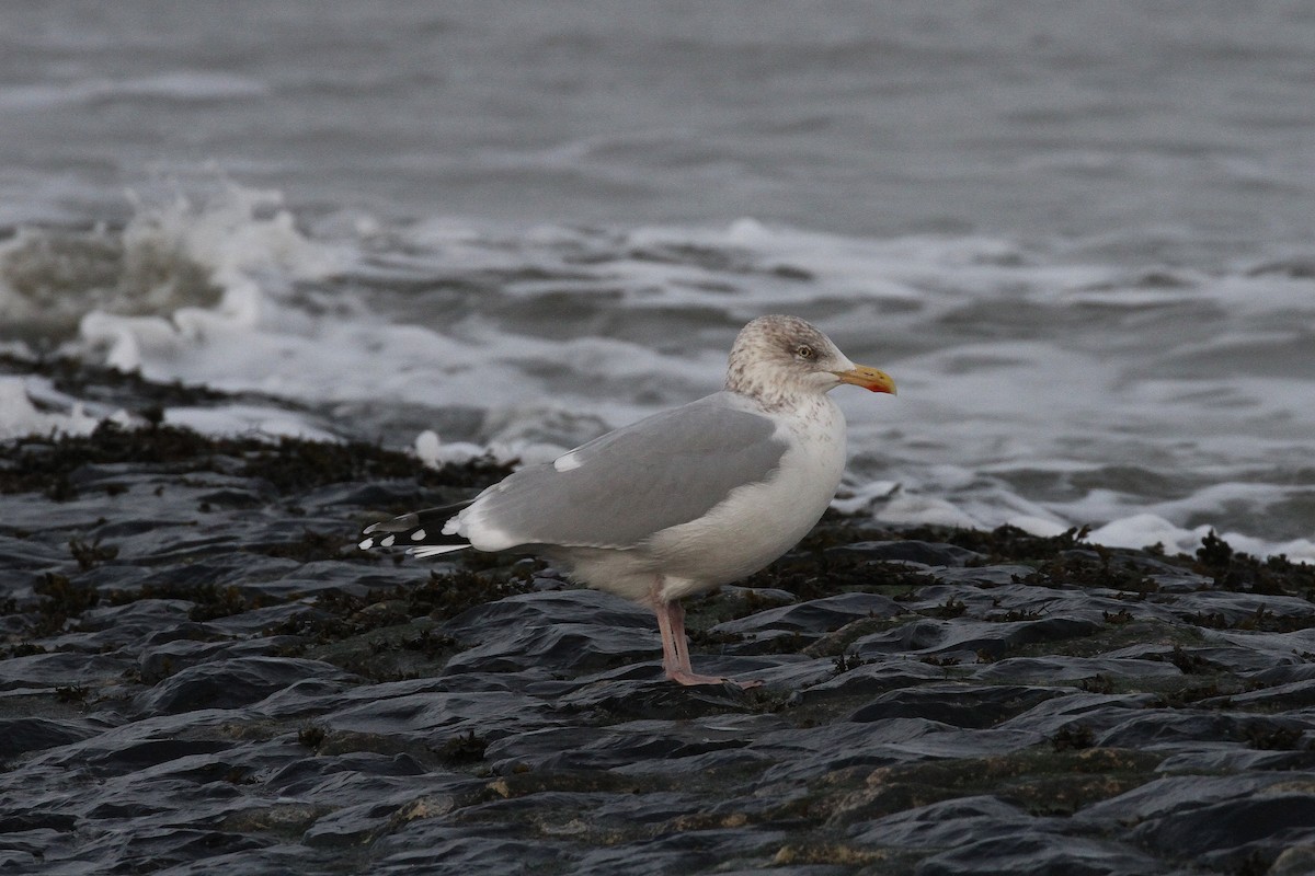 European Herring Gull - ML645710660