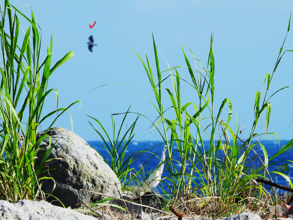 Little Egret - ML645710680