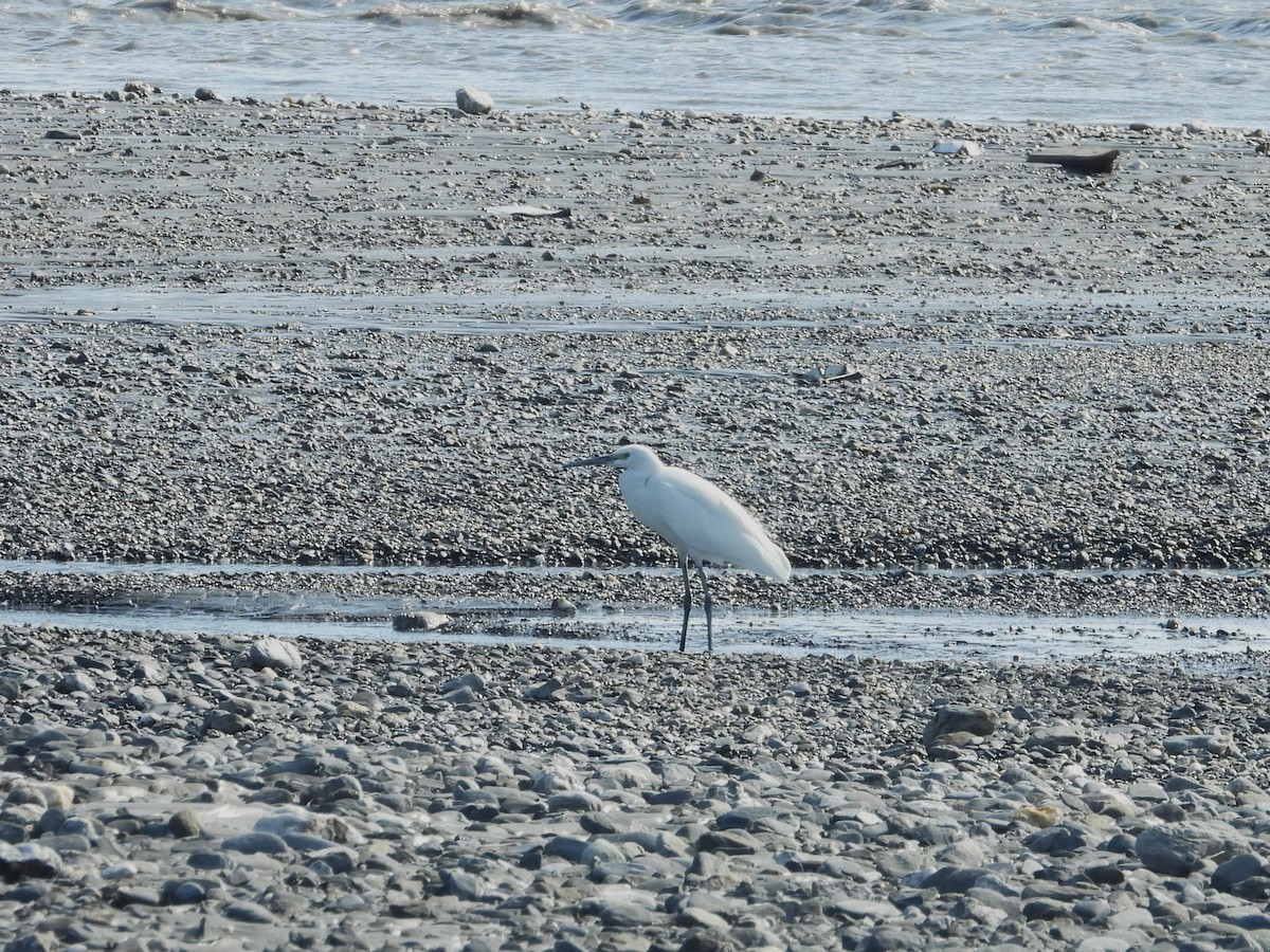 Little Egret - ML645710681