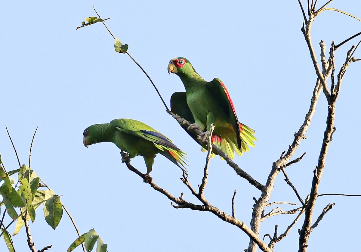 White-fronted Amazon - ML645710687
