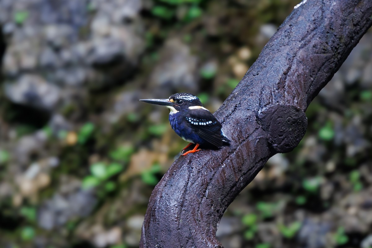 Northern Silvery-Kingfisher - ML645710689