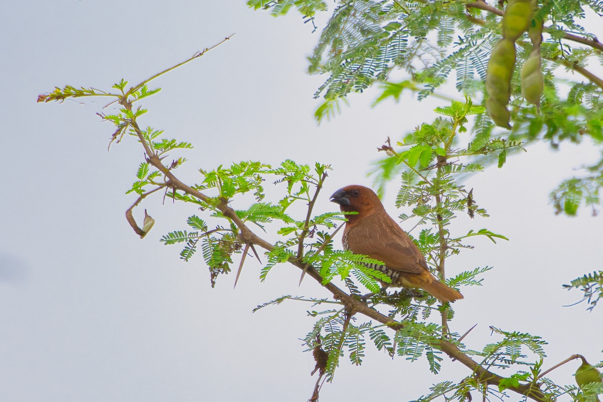 Scaly-breasted Munia - ML645710690