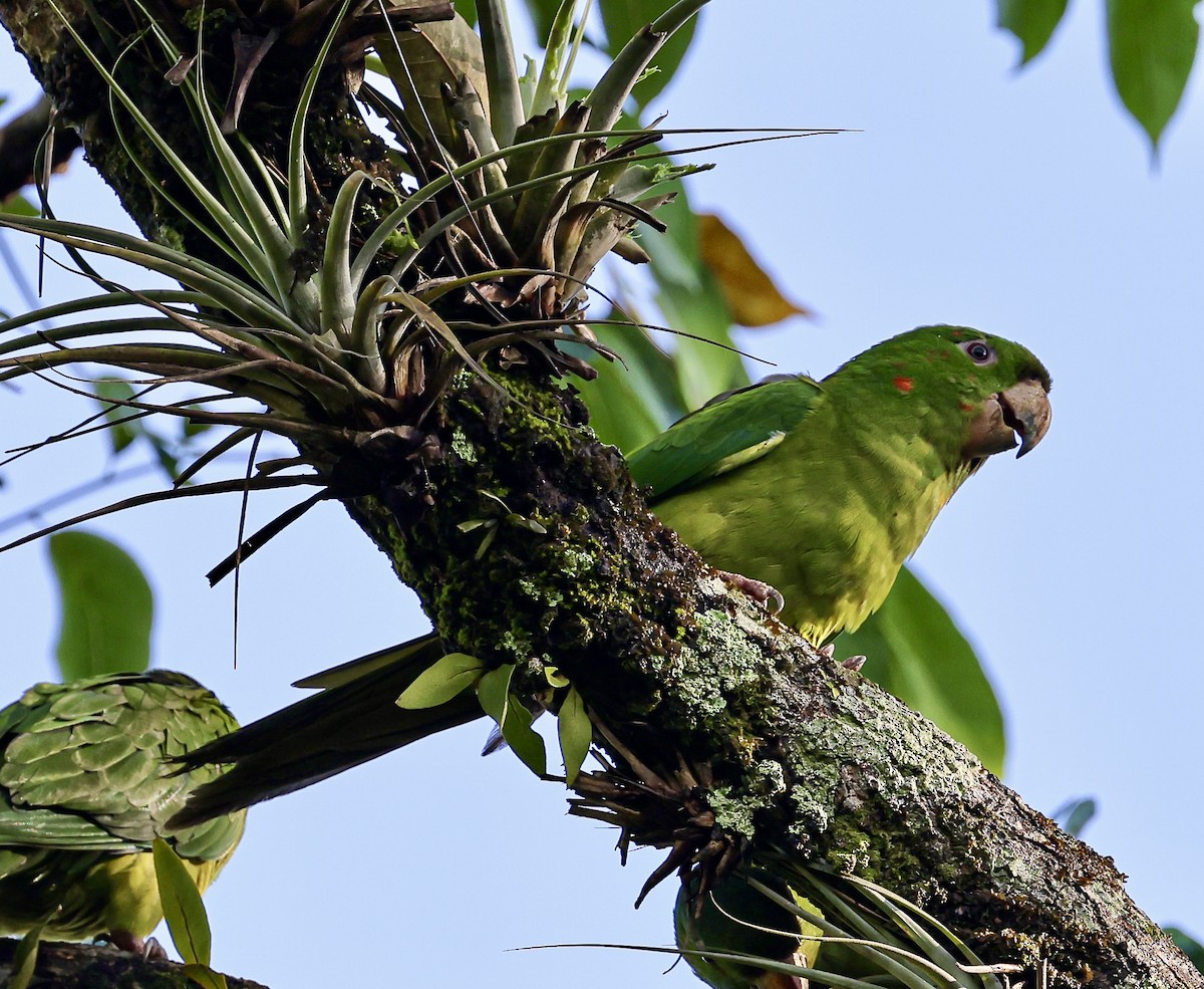 Pacific Parakeet - ML645710691