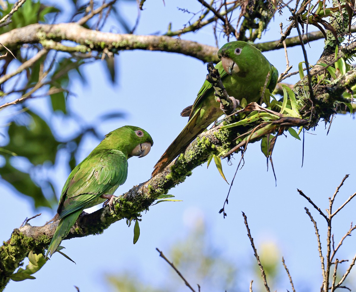 Pacific Parakeet - ML645710692