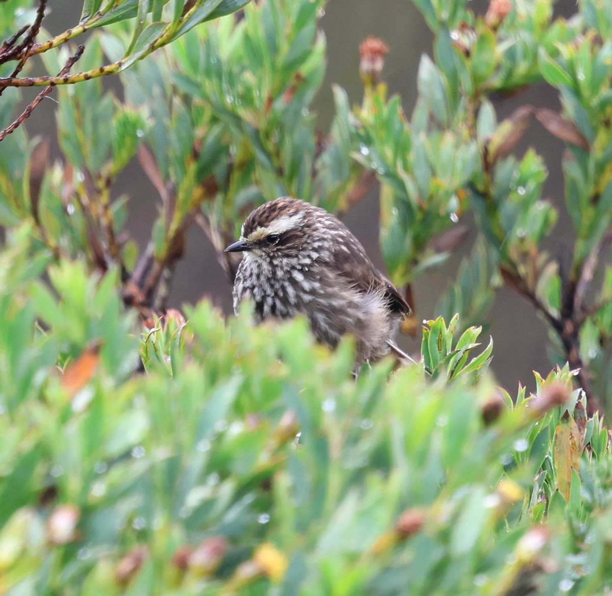 Andean Tit-Spinetail - ML645710693
