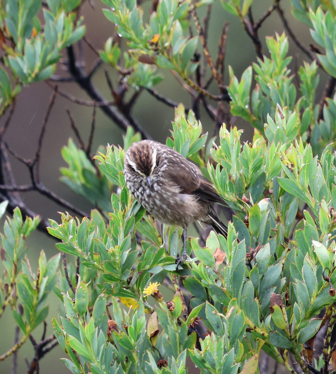Andean Tit-Spinetail - ML645710694