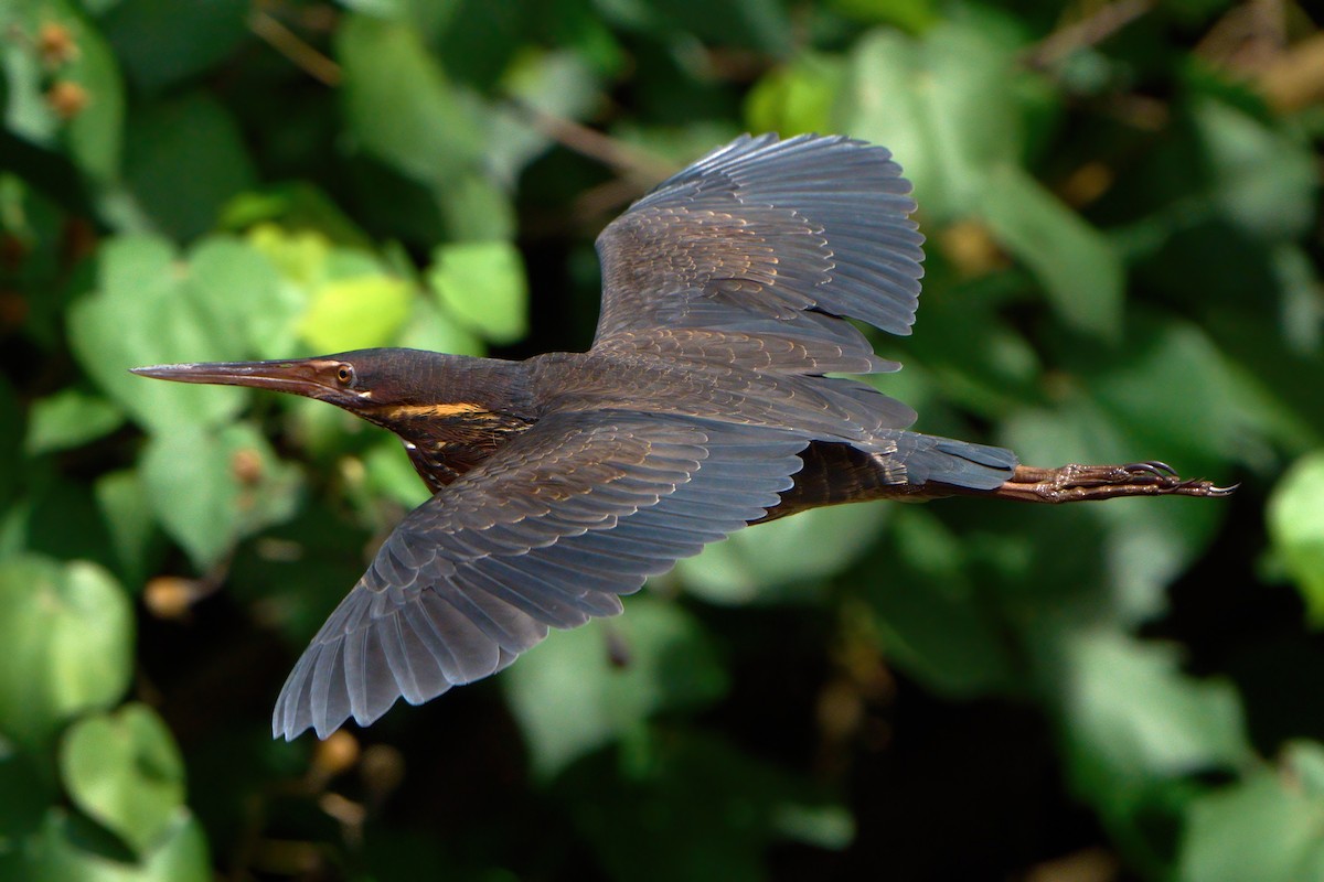 Black Bittern - ML645710695