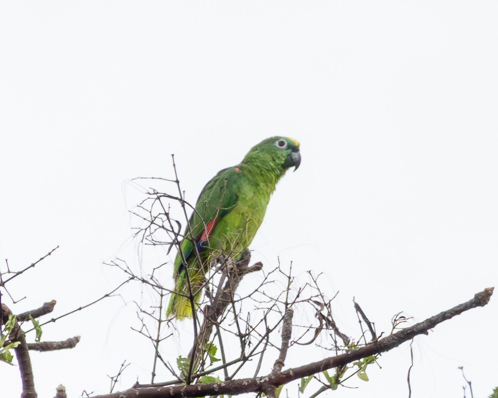 Yellow-crowned Amazon - ML645710696